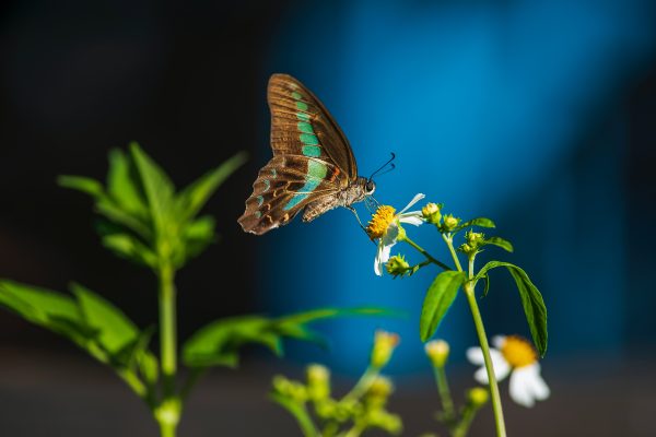 Photography for Garden and Landscaping Companies